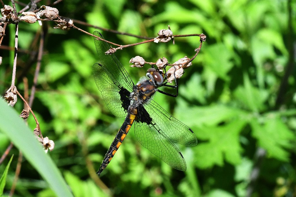 030 2017-06079909 Westborough WMA, MA.JPG - Common Baskettail Dragonfly (Epitheca cynosura). Chauncy Lake, Wayne F. MacCallum Wildlife Management Area, Westborough, MA, 6-7-2017